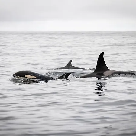 Lofoten Arctic Ocean - Skreda 19 Vestvagoy